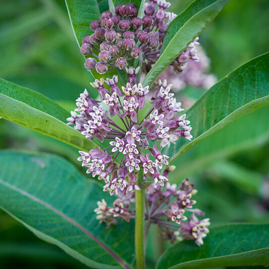 Asclepias syriaca <br><span style="font-style: normal">Common milkweed</span>