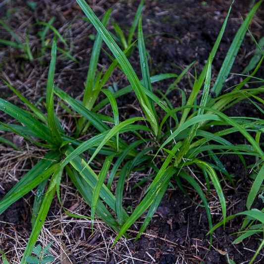 Carex arctata <br><span style="font-style: normal">Drooping woodland sedge</span>