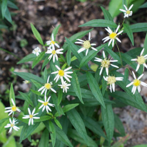 Flat topped white aster flowering, Doellingeria umbellata