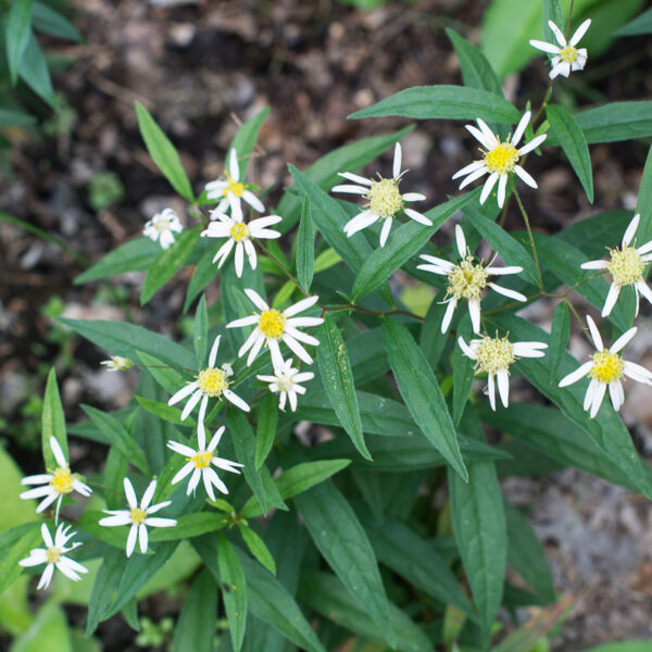 Doellingeria umbellata 2