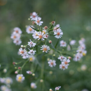 Panicled aster flowering, Symphyotrichum lanceolatum