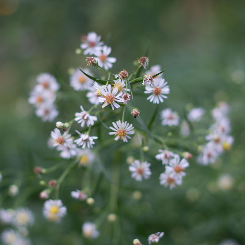 Panicled aster flowering, Symphyotrichum lanceolatum, start seeds late March