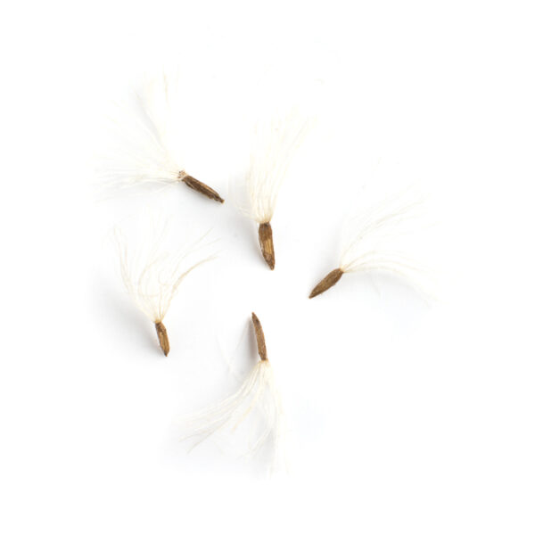White panicled aster seeds on a white background, Symphyotrichum lanceolatum.