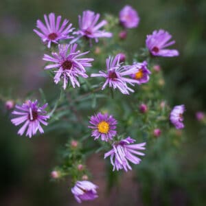 New England Aster flowering, Symphyotrichum novae-angliae.