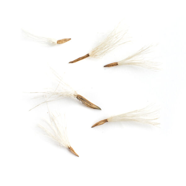 Purple-stemmed aster seeds on a white background, Symphyotrichum puniceum