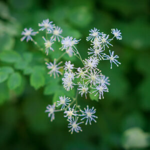 Thalictrum pubescens <br><span style="font-style: normal">Tall meadow-rue</span>