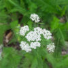 Yarrow flowering, Achillea millefolium