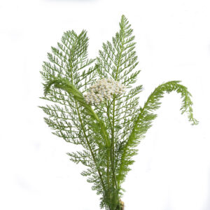 Achillea millefolium <br><span style="font-style: normal">Yarrow</span>