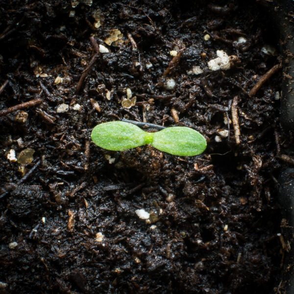 Common yarrow seedling, Achillea millefolium.