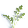 Common yarrow seedling on a white background, Achillea millefolium