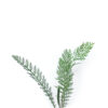 Common yarrow seedling leaves on a white background, Achillea millefolium