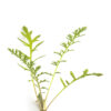 Common yarrow seedling on a white background. Achillea