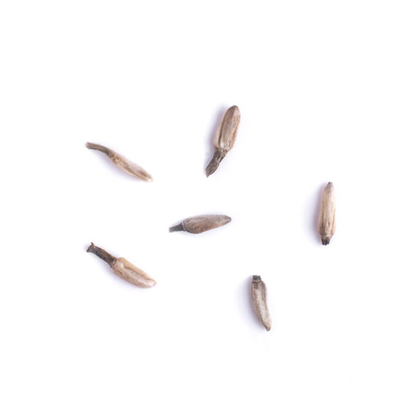 Common yarrow seeds on a white background, Achillea millefolium