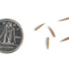 Big bluestem seeds on a white background with a dime for size comparison, Andropogon gerardii