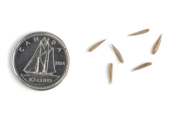 Big bluestem seeds on a white background with a dime for size comparison, Andropogon gerardii