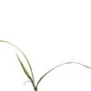 Big bluestem seedling first leaves on a white background, Andropogon gerardii