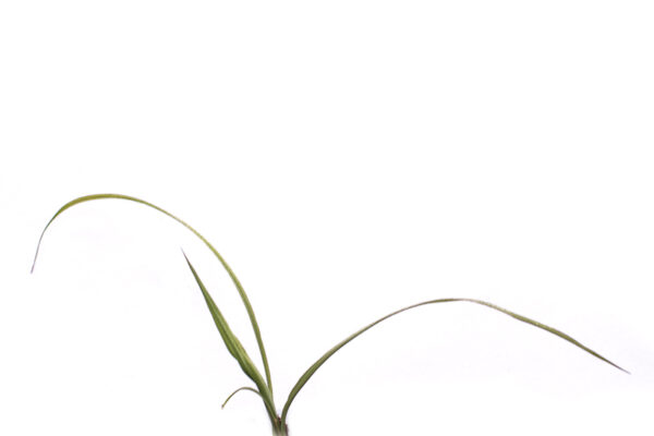 Big bluestem seedling first leaves on a white background, Andropogon gerardii