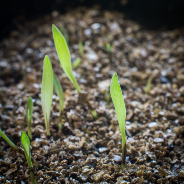 Big bluestem seedlings growing in potting soil, Andropogon gerardii