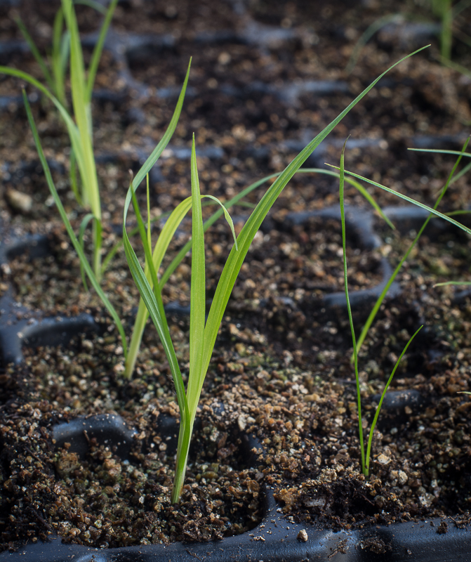 Graceful sedge seedlings in a flat, Carex gracillima, start seeds in March