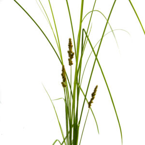 Carex vulpinoidea <br><span style="font-style: normal">Fox sedge</span>