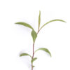 Flat-topped white aster seedling on a white background, Doellingeria umbellata.