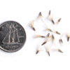 Flat-top white aster seeds on a white background with a dime for size comparison, Doellingeria umbellata.