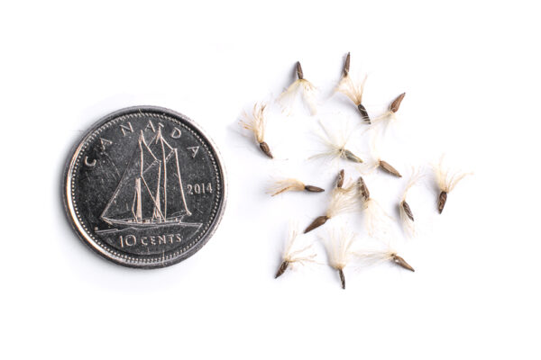 Flat-top white aster seeds on a white background with a dime for size comparison, Doellingeria umbellata.
