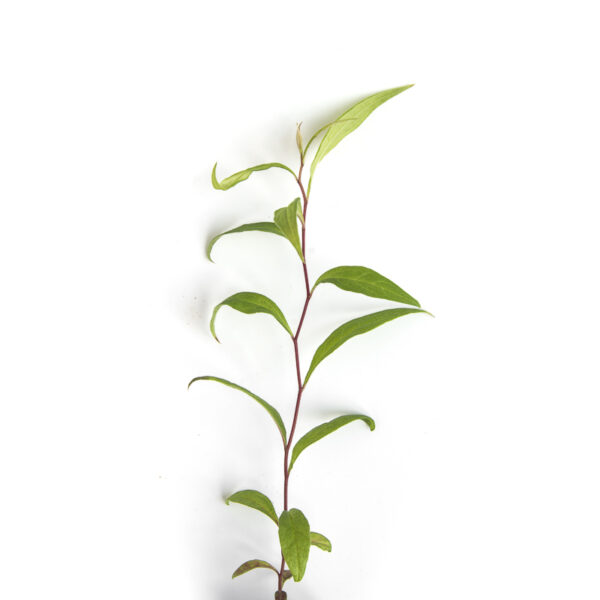 Flat-topped white aster seedling on a white background. Doellingeria umbellata