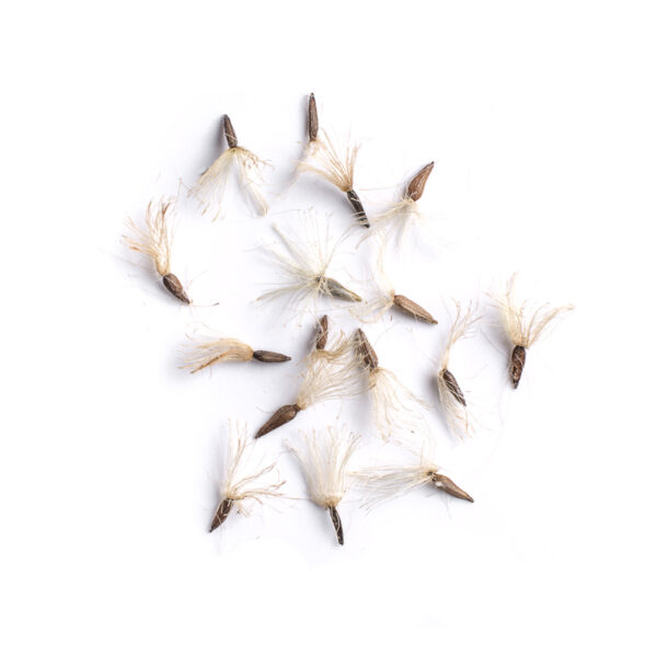 Flat-top white aster seeds on a white background, Doellingeria umbellata.