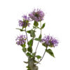 Monarda fistulosa <br><span style="font-style: normal">Wild bergamot</span>