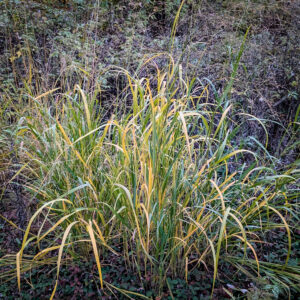 Panicum virgatum <br><span style="font-style: normal">Old switch panicgrass</span>
