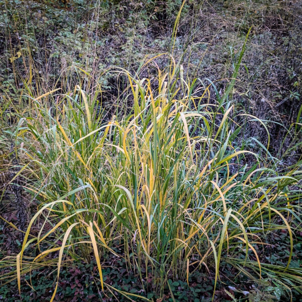 Panicum virgatum <br><span style="font-style: normal">Old switch panicgrass</span>