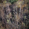 Schizachyrium scoparium <br><span style="font-style: normal">Little bluestem</span>