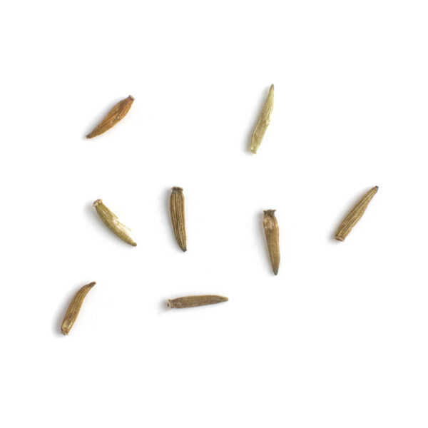 Blue stemmed goldenrod seeds on a white background, Solidago caesia