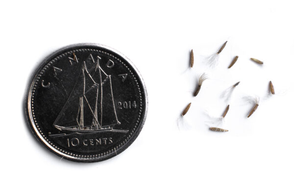 Blue-stemmed goldenrod seeds on a white background with a dime for size comparison, Solidago caesia.