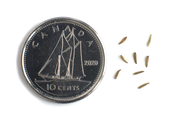 Blue-stemmed goldenrod seeds on a white background with a dime for size comparison, Solidago caesia
