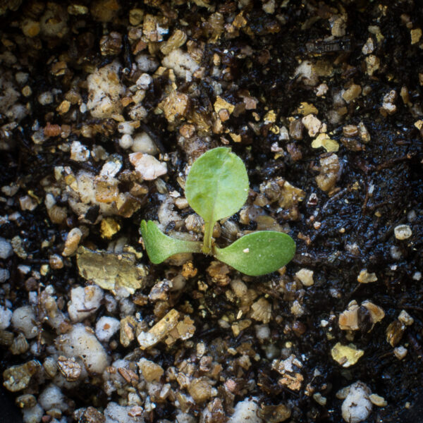 Blue-stemmed goldenrod seedling, Solidago caesia.