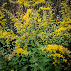 Solidago rugosa <br><span style="font-style: normal">Rough-stemmed goldenrod</span>