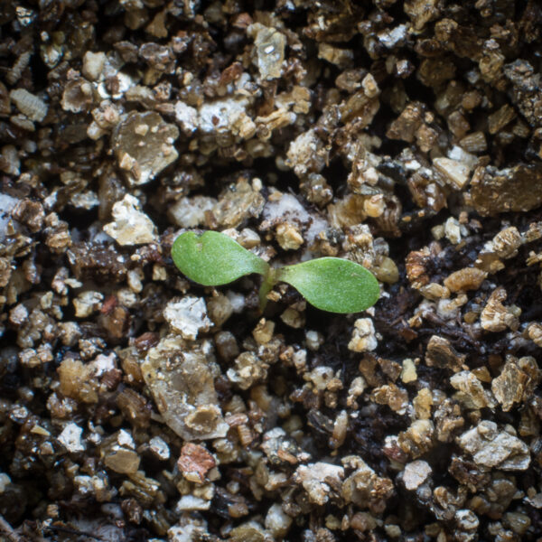 Blue-stemmed goldenrod seedling growing in potting soil, Solidago caesia