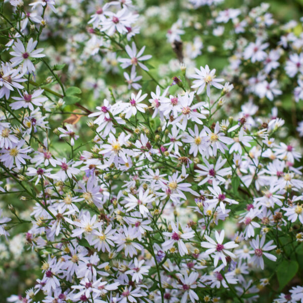 Symphyotrichum cordifolium <br><span style="font-style: normal">Heart-leaved aster</span>
