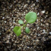 White panicled aster seedling, Symphyotrichum lanceolatum.