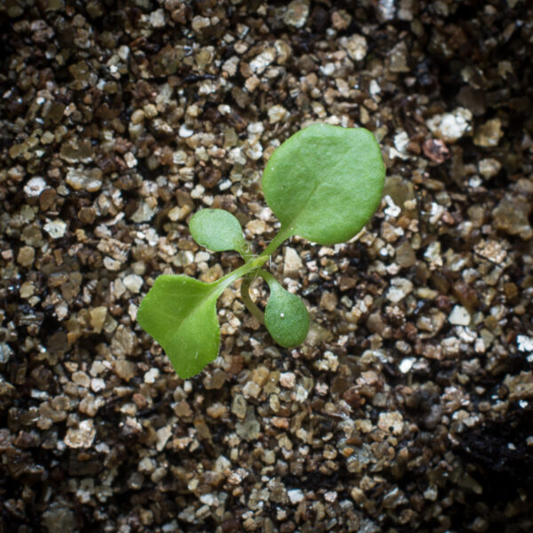 White panicled aster seedling, Symphyotrichum lanceolatum.