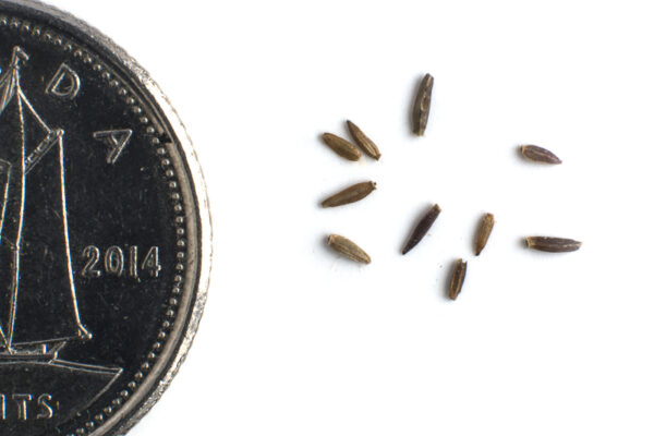 White panicled aster seeds on a white background with a dime for comparison, Symphyotrichum lanceolatum.