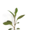 White-panicled aster seedling on a white background. Symphyotrichum lanceolatum