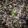 White panicled aster seedling growing in potting soil, Symphyotrichum lanceolatum.