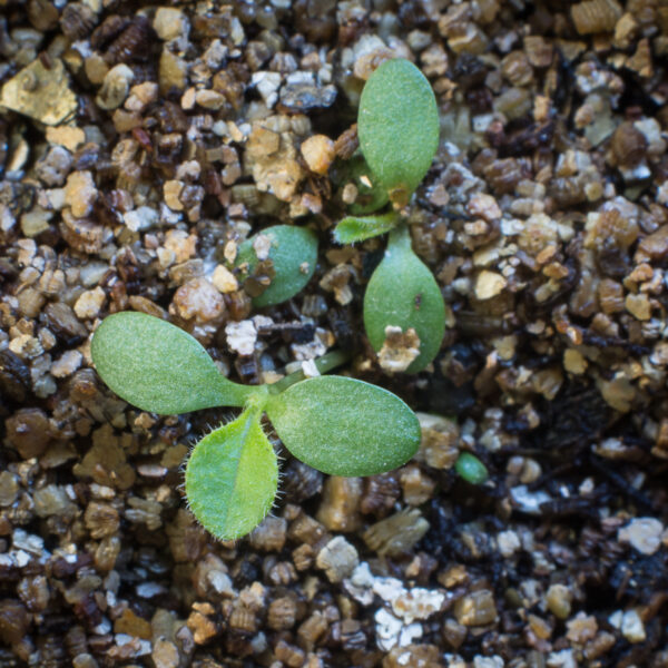 New England aster seedlings growing in potting soil, Symphyotrichum novae-angliae