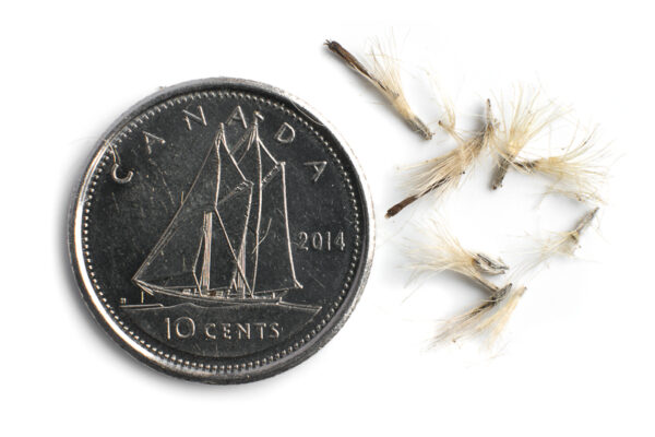 New England aster seeds on a white background with a dime for size comparison, Symphyotrichum novae-angliae.