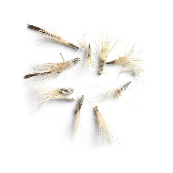 New England aster seeds on a white background, Symphyotrichum novae-angliae