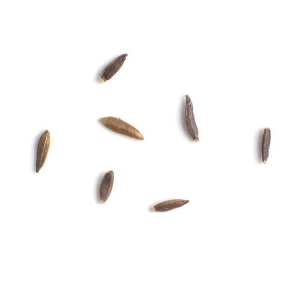 Purple-stemmed aster seeds on a white background, Symphyotrichum puniceum.