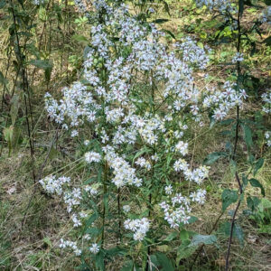 Symphyotrichum urophyllum <br><span style="font-style: normal">Arrow-leaved aster</span>